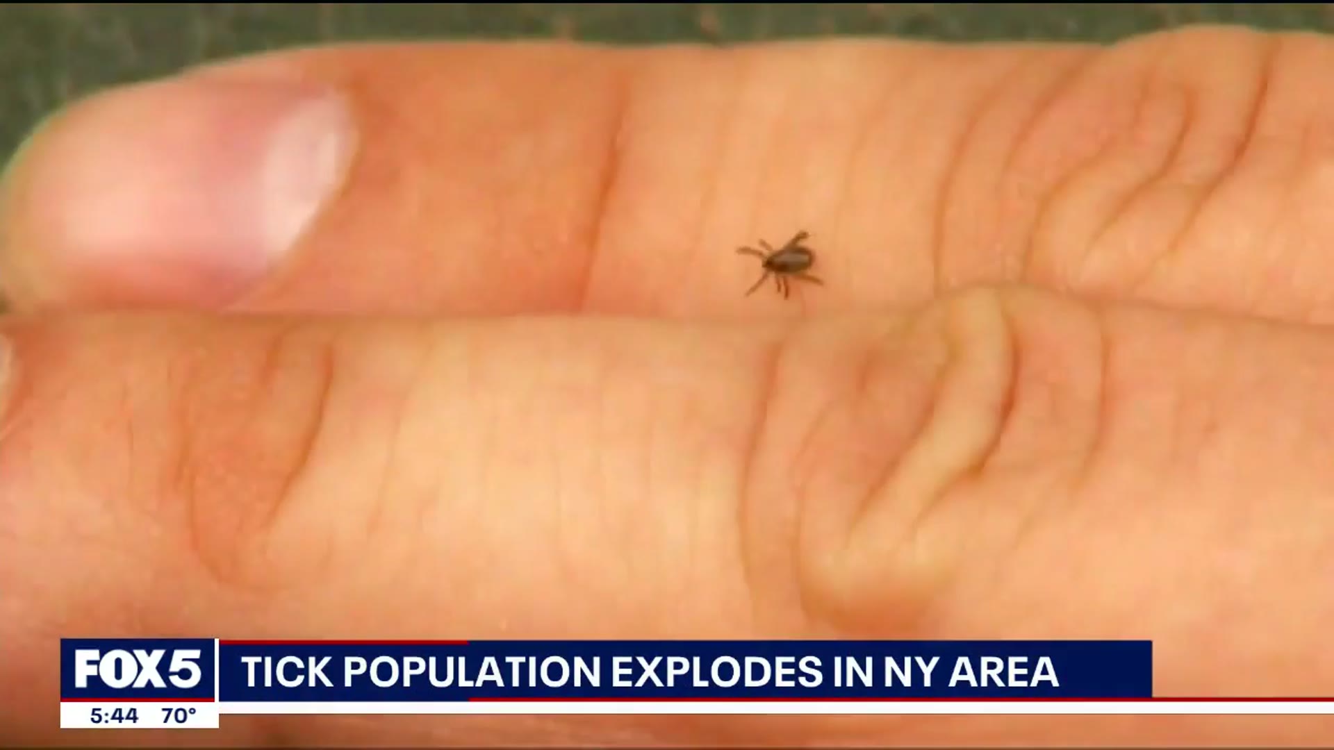 'Video thumbnail for NYC sees tick population surge in 2025'