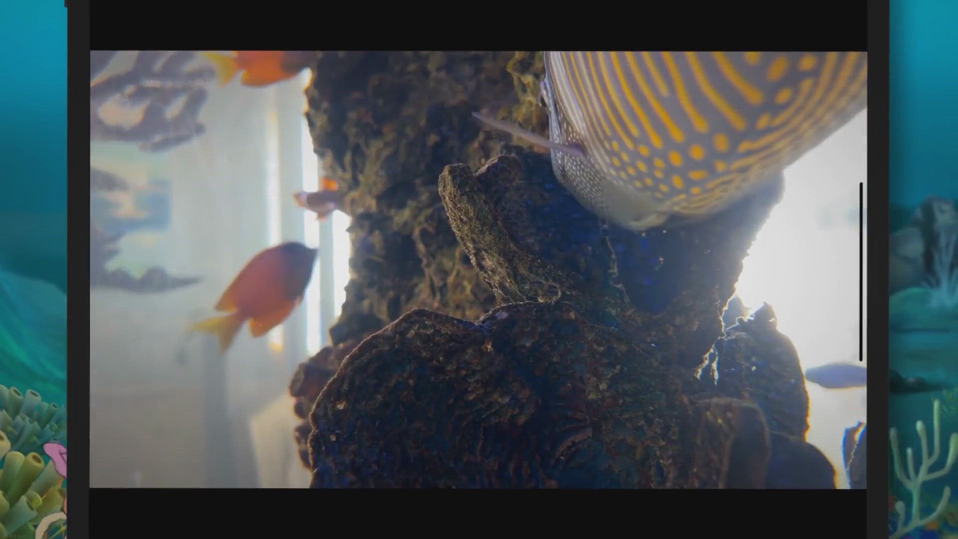 Video thumbnail for Creating a Harmonious Tank: The Ultimate Fish Compatibility Chart