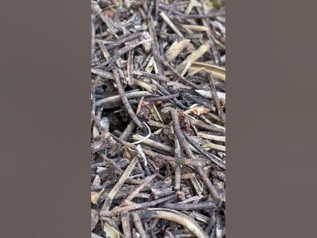 Video thumbnail for Hormiguero de #formica #sp #shorts