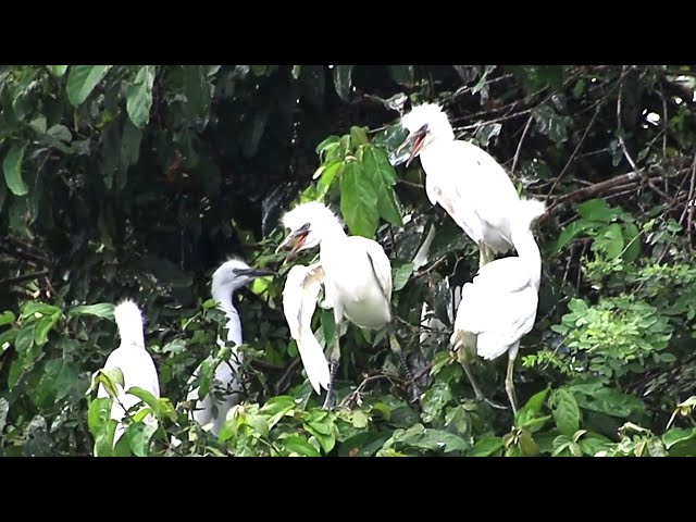 Video thumbnail for Babie wild a lot get out frm nest