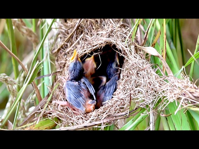 'Video thumbnail for The Growing Up Bird: Independent Nest Feeding'