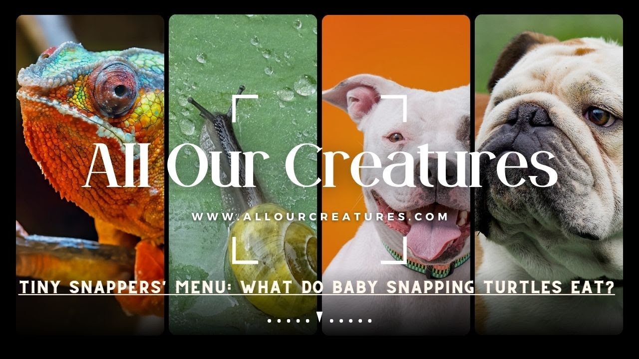 Video thumbnail for Tiny Snappers' Menu: What Do Baby Snapping Turtles Eat?