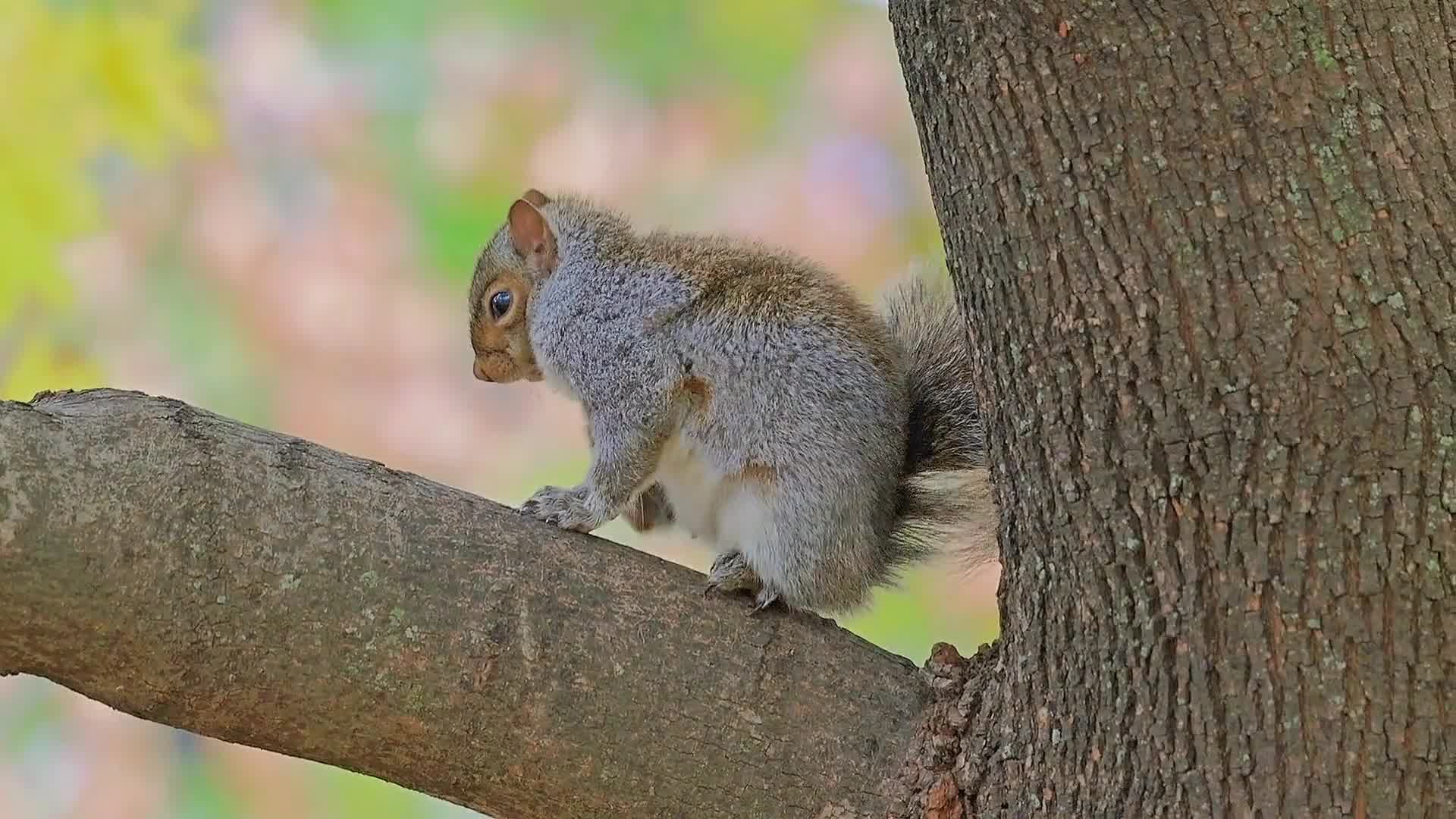 Video thumbnail for 5 Squirrel Species of Illinois: Identification Guide