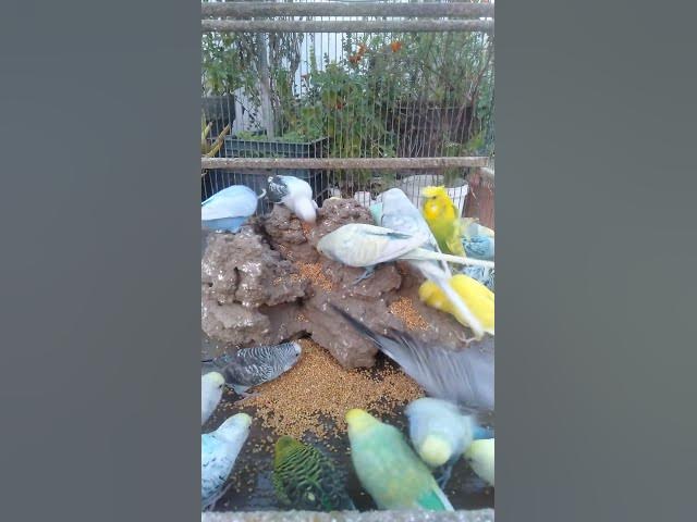 Video thumbnail for インコの幸せ生活🌞おうちにある物でできる健康ケア✨