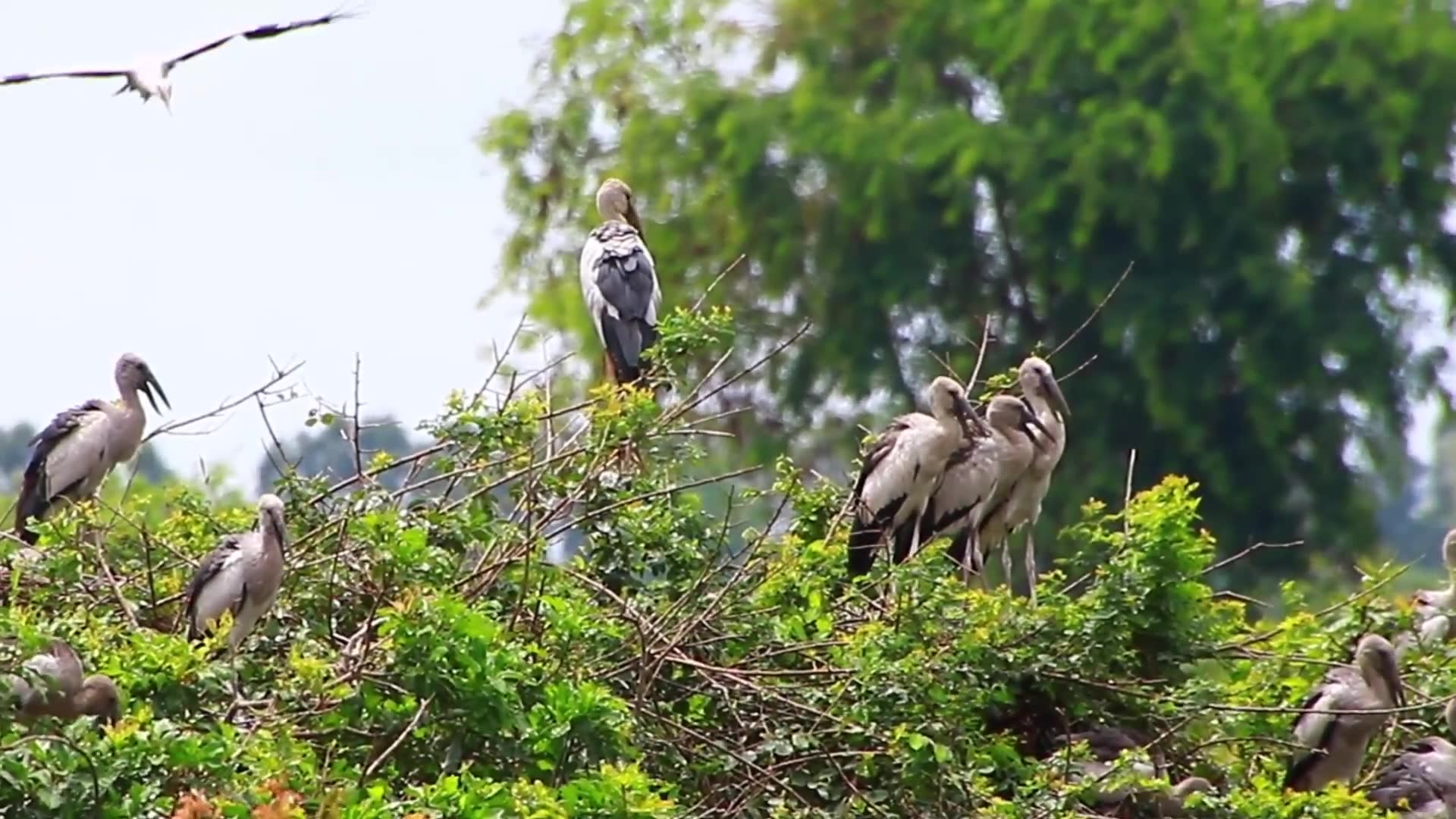 'Video thumbnail for Amazing of Lake - Area of nest &  bird in lake at Avean zoo'