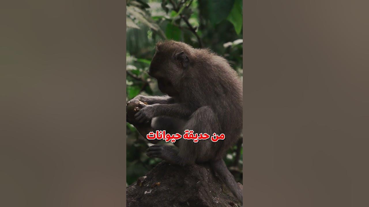 Video thumbnail for نظرية القرد الا متناهية