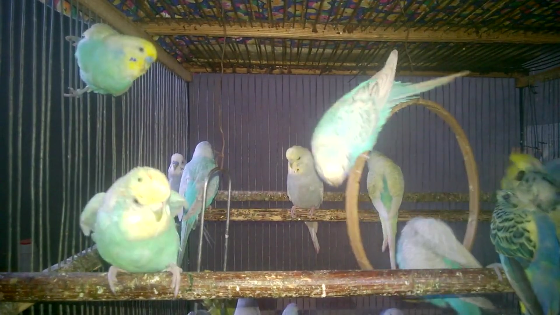 'Video thumbnail for Natural Budgie Sounds to Calm Your Soul 🧘‍♂️🎶'