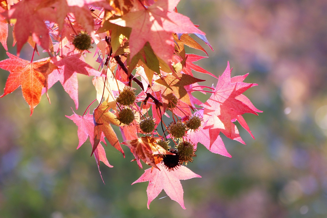 Video thumbnail for Growing Japanese Maples From Seeds 5 Simple Steps To Success - SARPO