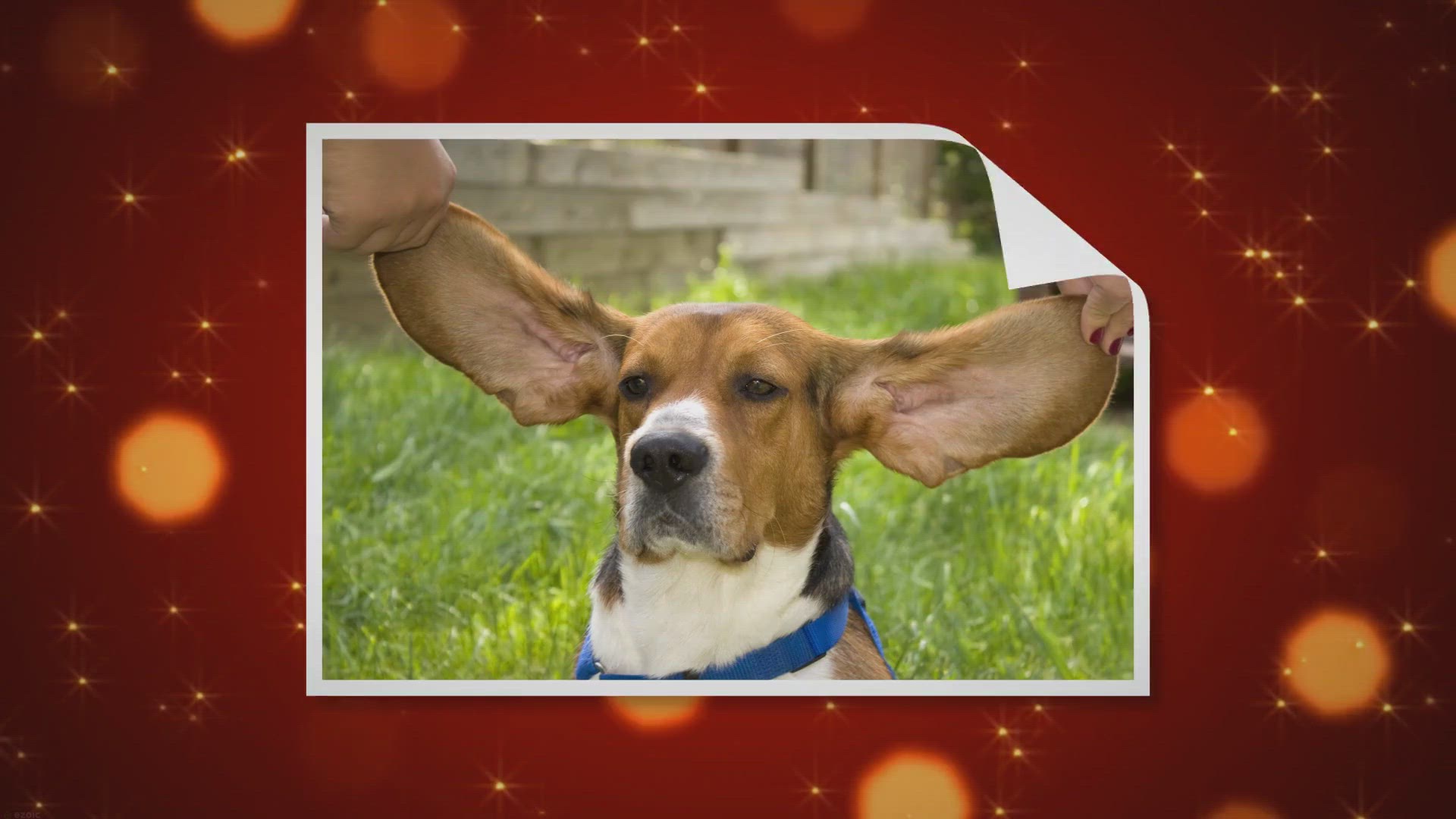 Video thumbnail for 5 Choses à Savoir le Basset Hound