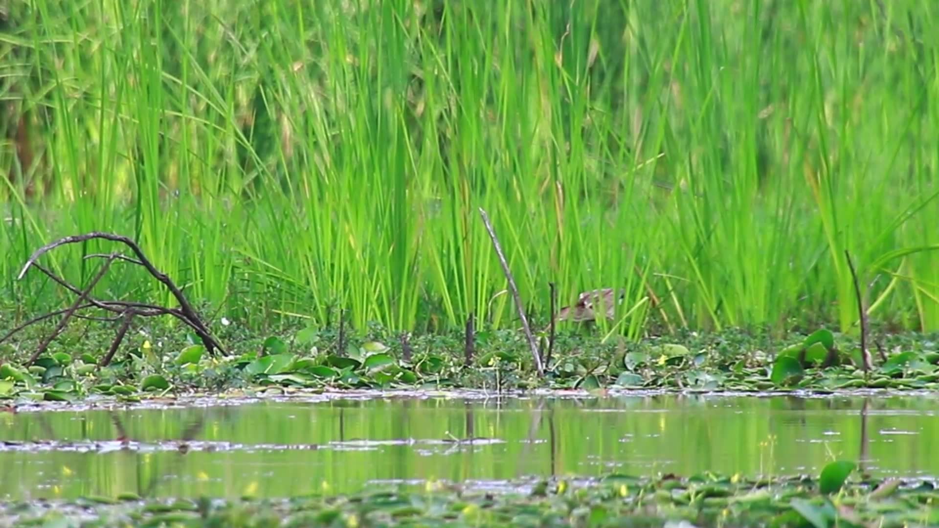 'Video thumbnail for In lake, bird catch fish in lake'
