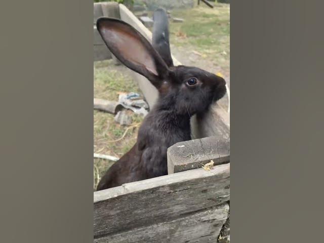 Video thumbnail for Curious rabbitπππ₯°#shorts