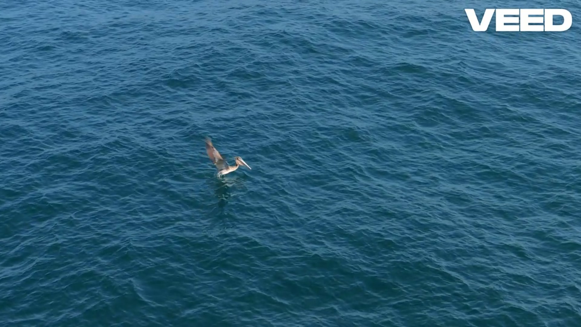 'Video thumbnail for Jellyfish_ Ocean's Graceful Enigma Revealed'