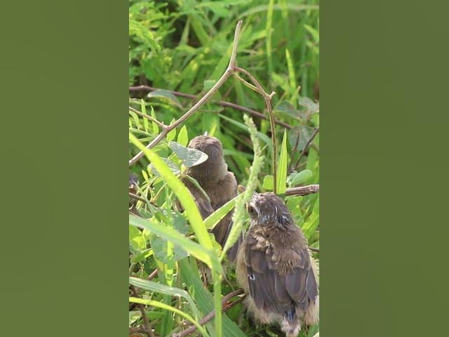 'Video thumbnail for #topbird #birdspotting #birdslover #birdwatch #wildlife #nature #birdfeeding #birdsoun'