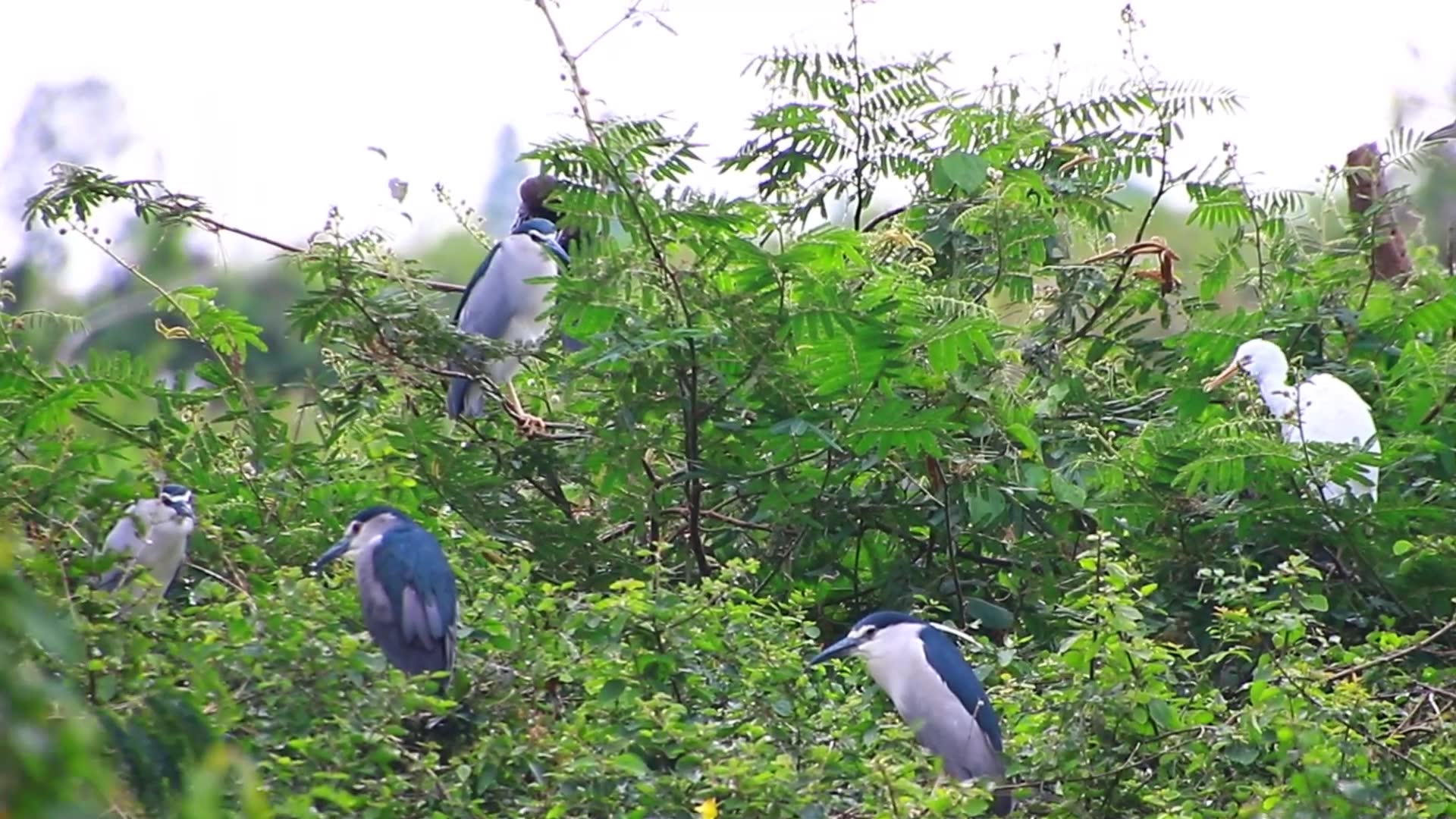 Playlist thumbnail for Wild bird a lot on nest