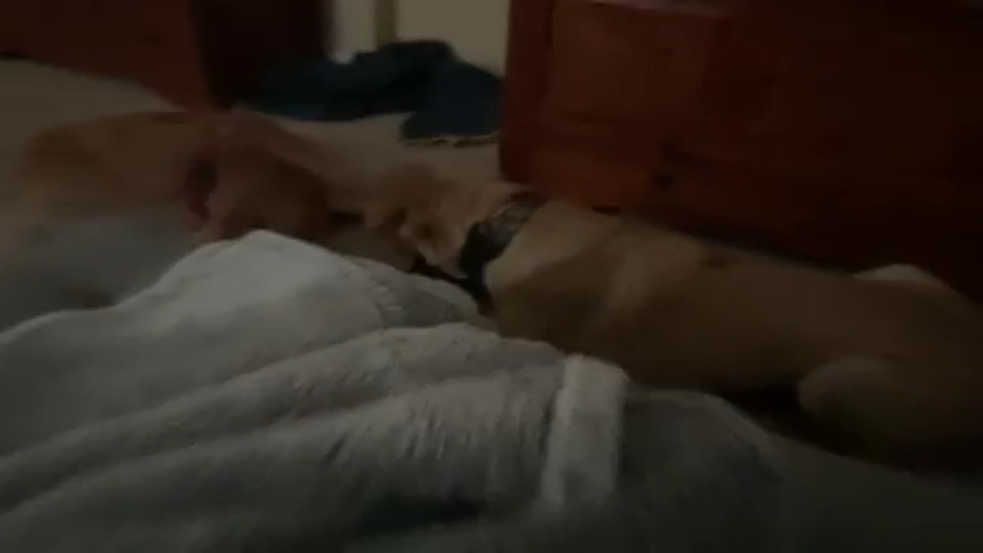 Video thumbnail for Dogs play fighting