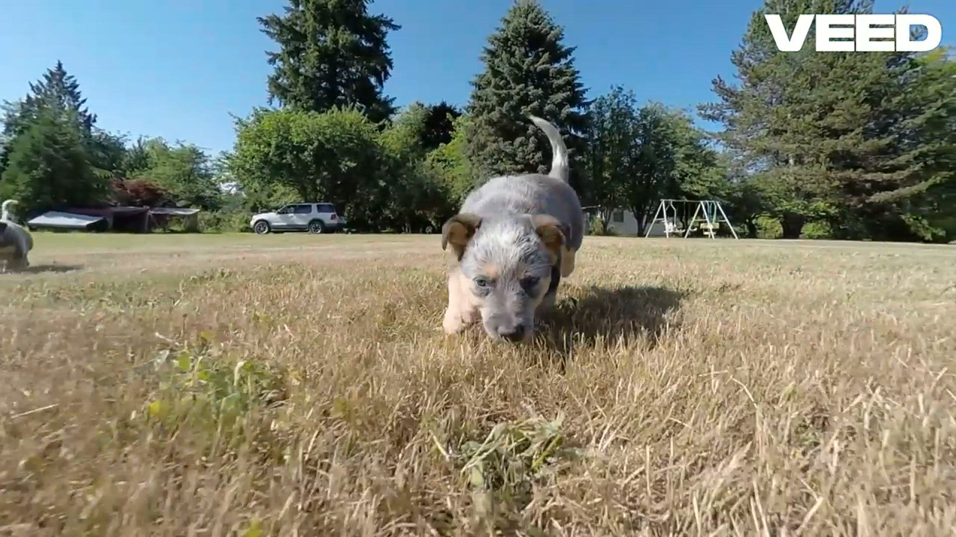 'Video thumbnail for Meet the Amazing Australian Cattle Dog'