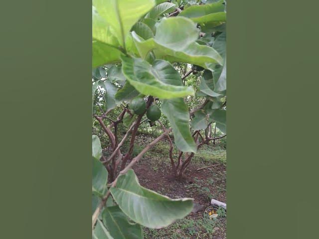 Video thumbnail for Morning Nature Music in Our Village Backyard 🌳🐦🎶 #tirthaagro #green #nature #birds #chirpingsounds
