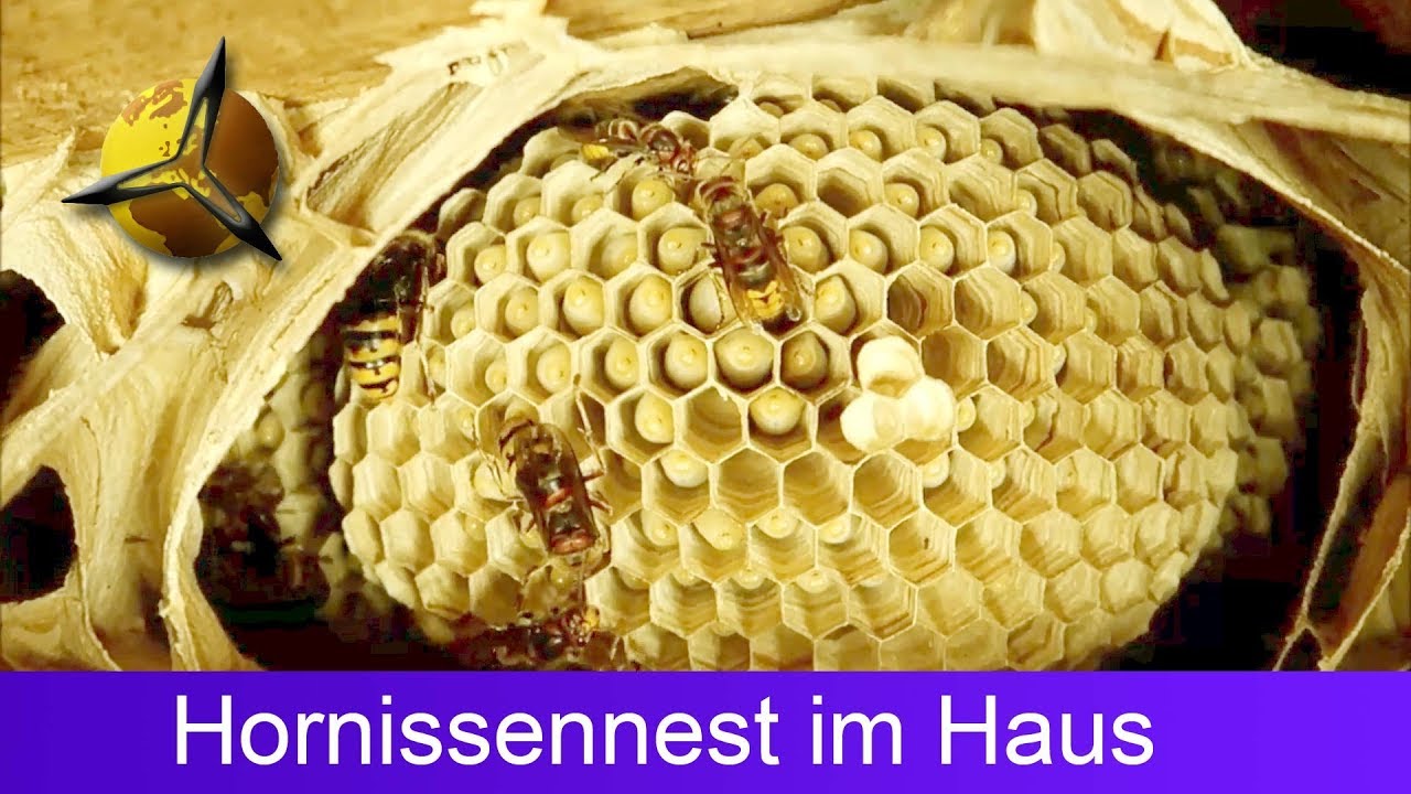 'Video thumbnail for Hornissen: Hornissennest im Haus / Dachboden'