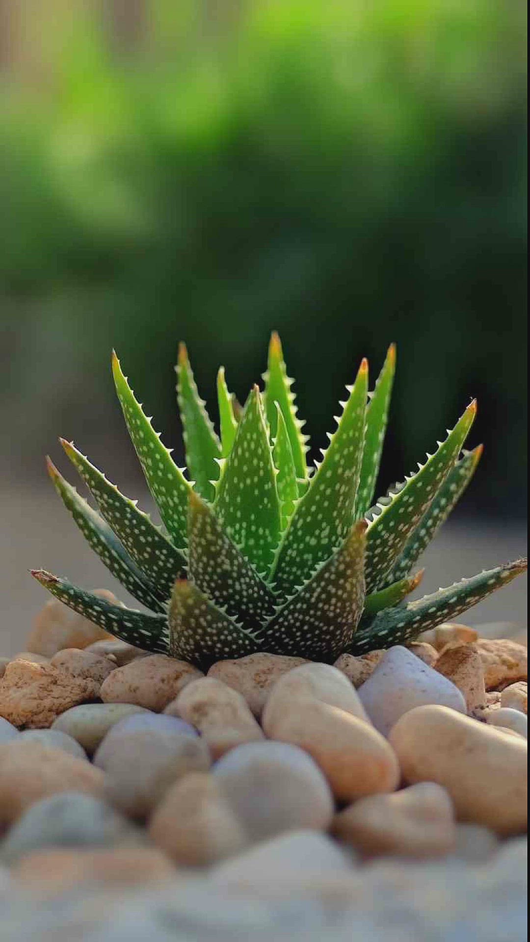 'Video thumbnail for aloe vera plant care designs 4k hd photos'