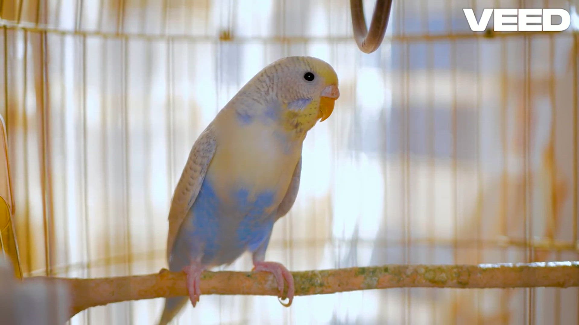 'Video thumbnail for 7 Best Pet Bird Species Revealed!'