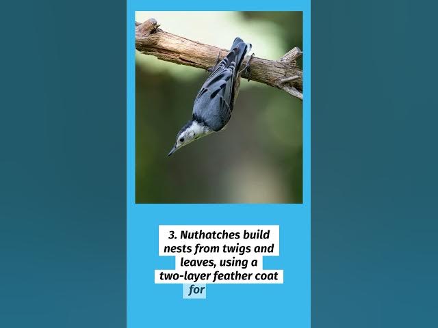 Video thumbnail for Where Do Small Birds Go In Winter? 9 Amazing Survival Secrets