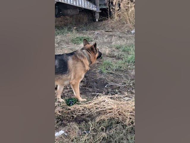 Video thumbnail for Playful German Shepherdπππ₯°#shorts
