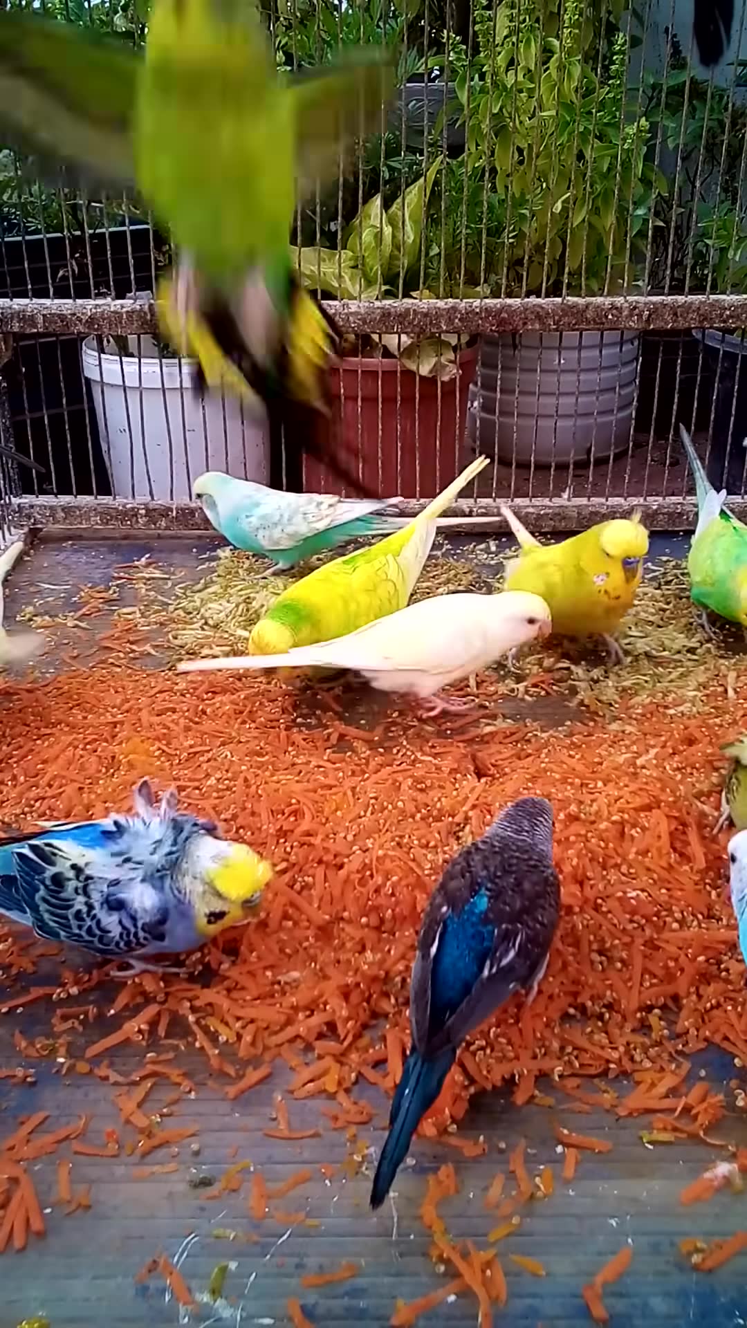 'Video thumbnail for This Amazon bird toy is SO COOL#birds#parrot #birdslover #budgis #lovebirds #budgiegar #cute #health'