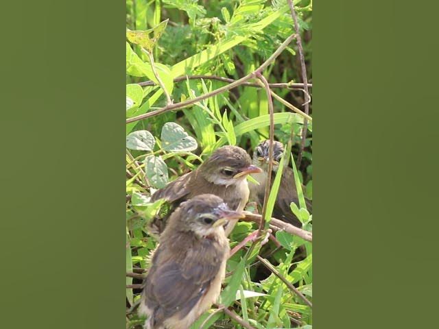 'Video thumbnail for #Topbird #birds #beautifulbird #nature #birdspecies #trendingshorts #viralshort #shortvideo #birds'