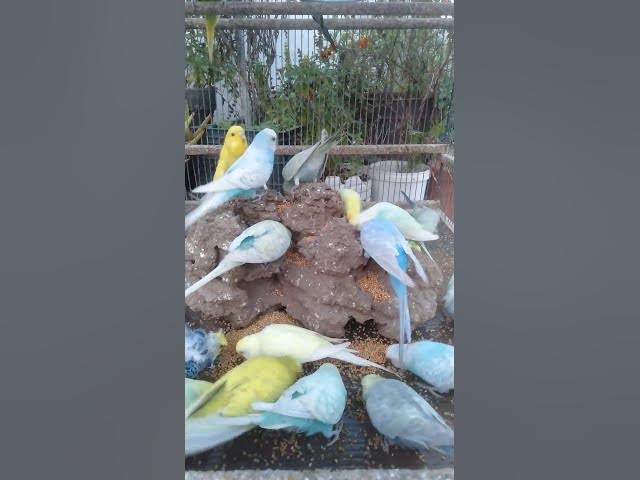 Video thumbnail for 🥕野菜とフルーツで作る健康おやつVlog🍎🌿