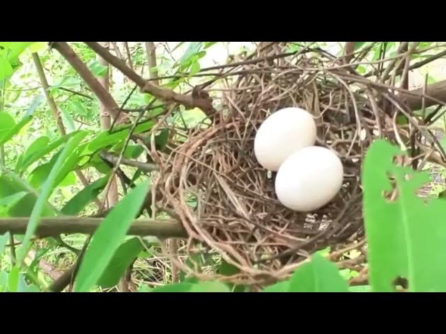 Video thumbnail for Egg wild dove bird on nest