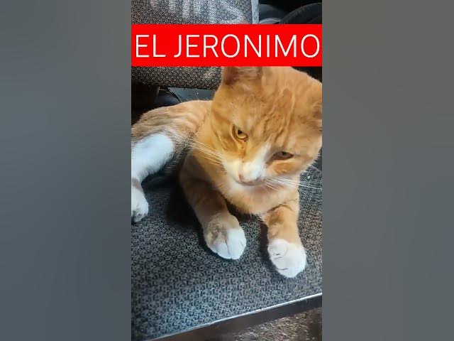 Video thumbnail for #cat EL JERONIMO #yosoydelos7mil #music