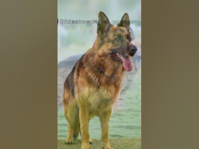 Video thumbnail for #germanshepherd #dogs #pets