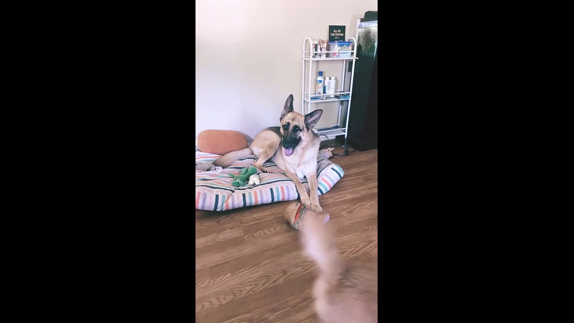 'Video thumbnail for Literally don’t even care-uh #funny #dogshorts'