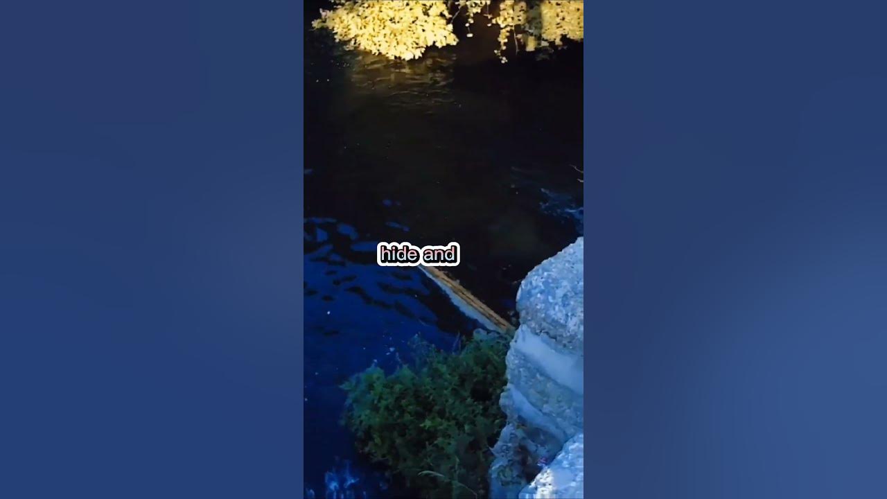'Video thumbnail for Fishing Joke 19 #jokes #fishingjokes #humor'