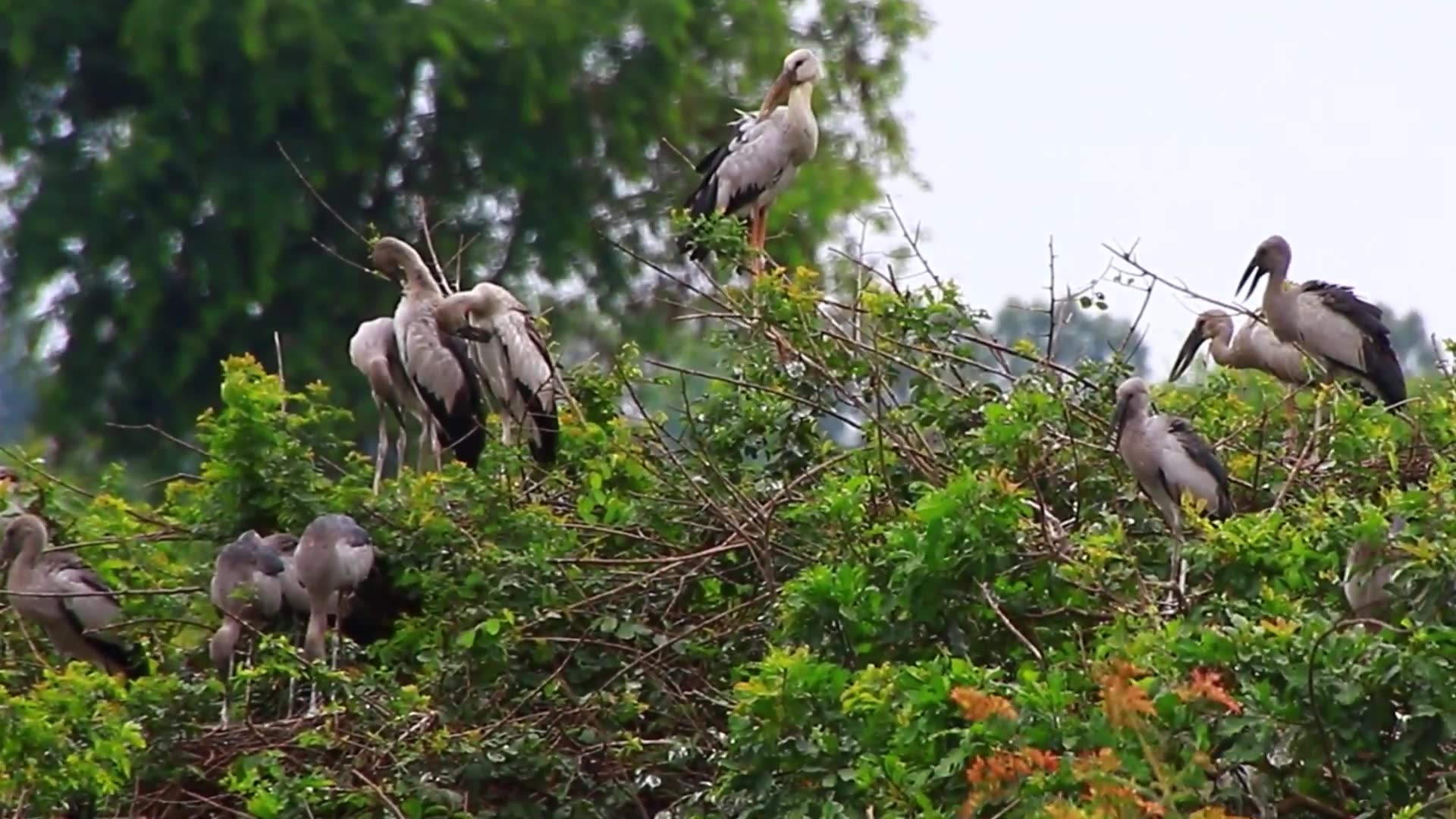 'Video thumbnail for Amazing of Lake - Area of nest &  bird in lake at Avean zoo lake'