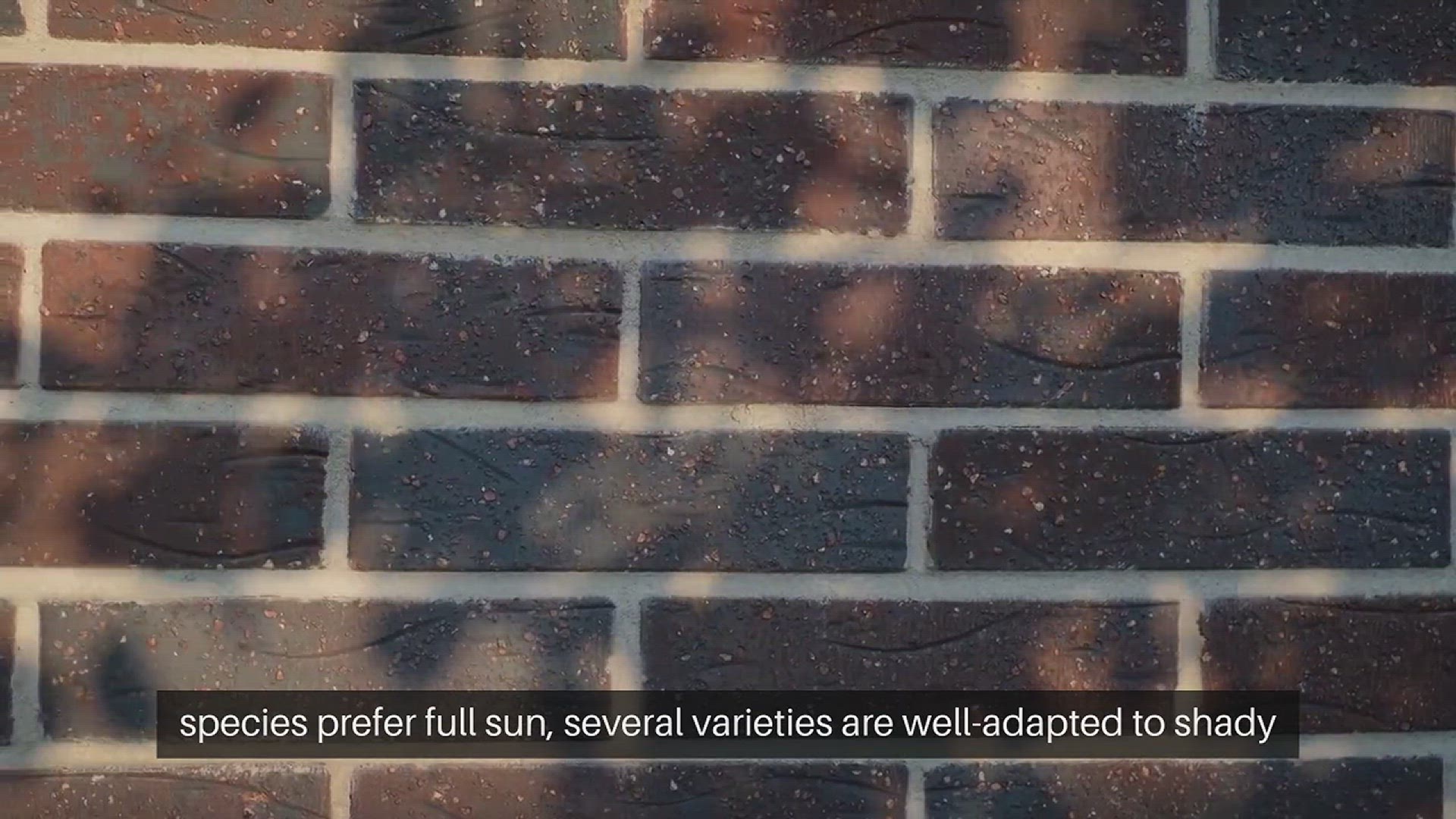 'Video thumbnail for Lawn Shade Tolerance Varieties'