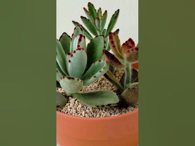 Video thumbnail for Succulents That Thrive Indoors | Easiest Succulents for Your Home #succulents #indoorplants