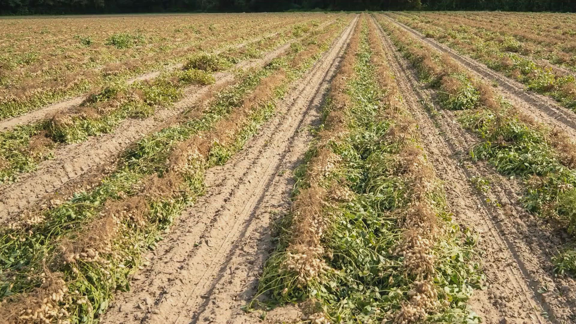 Video thumbnail for Jimmy Carter_ Vom Erdnussfarmer zum US-Präsidenten