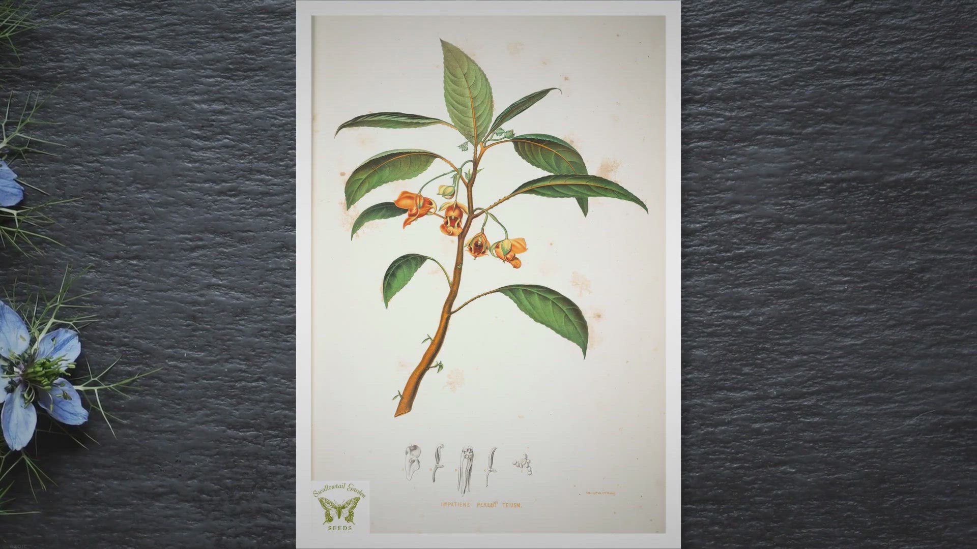 Video thumbnail for How to Revive Dying Impatiens: Tips and Tricks for Bringing Your Plants Back to Life