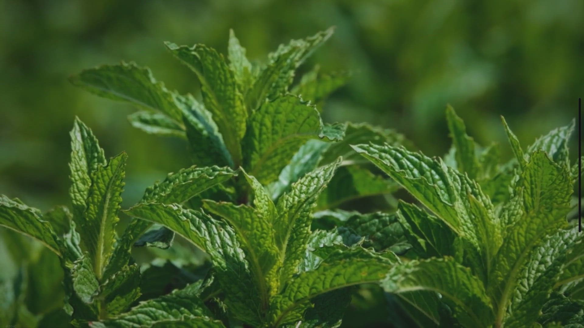 Video thumbnail for Comment conserver la menthe fraîche