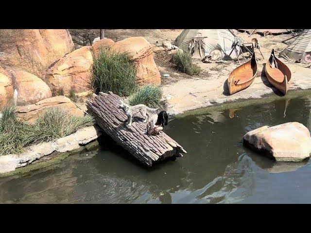 'Video thumbnail for Mark Twain Riverboat at Disneyland with Construction Video🌳#disney #disneyland #disneyparks'