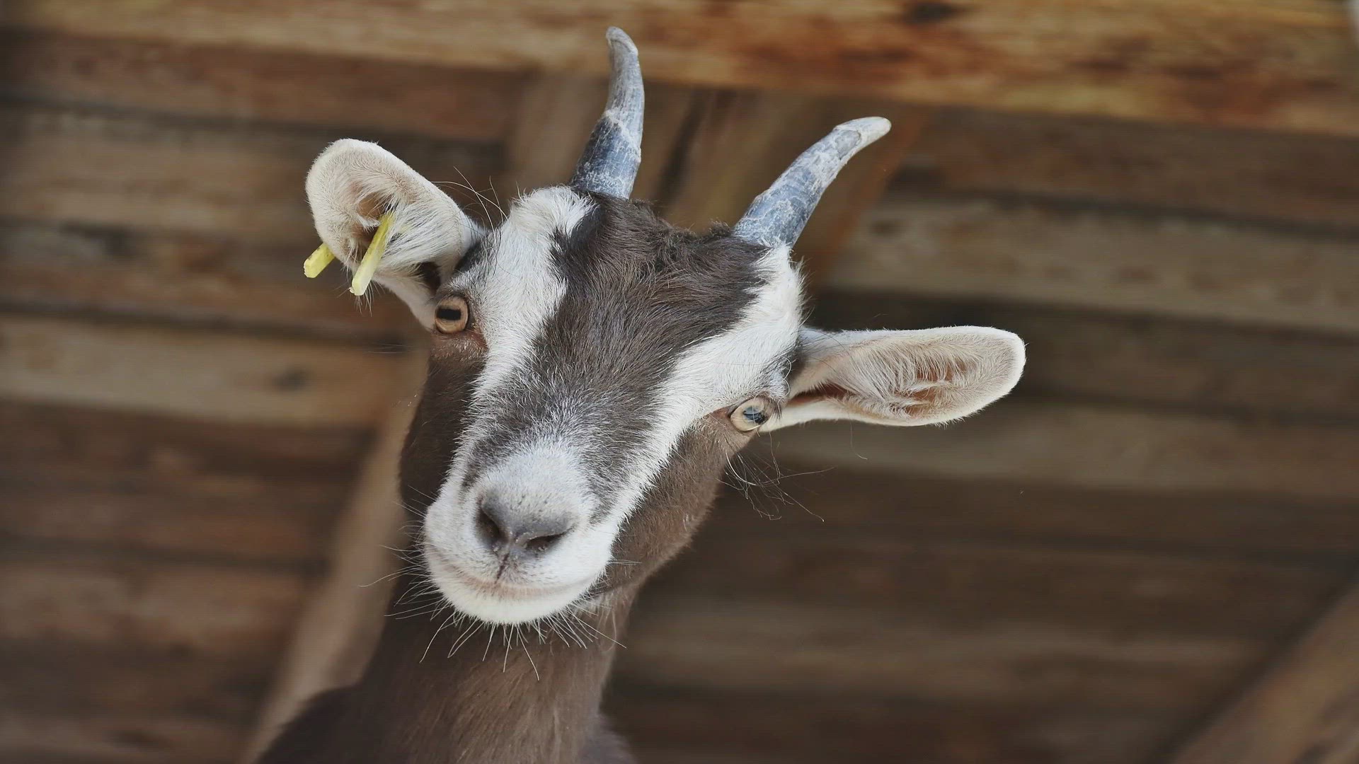Pygmy Goat - Description, Habitat, Image, Diet, and Interesting Facts