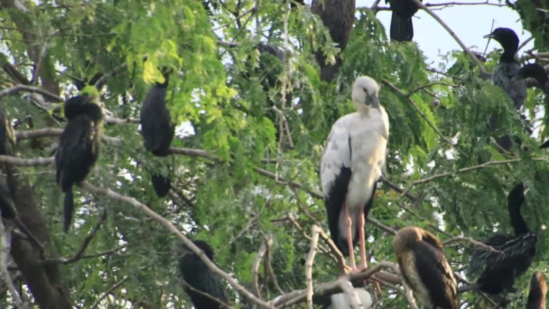 'Video thumbnail for Amazing Bird find nest for sleep here'