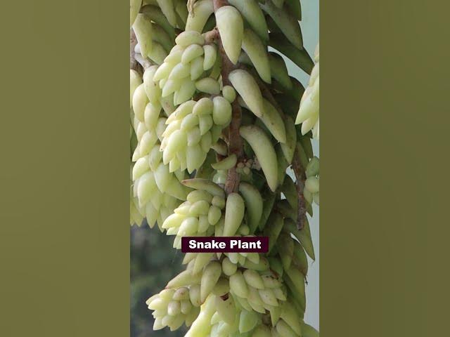 Video thumbnail for Best Indoor Succulents to Grow at Home  | Low Maintenance & Beautiful!