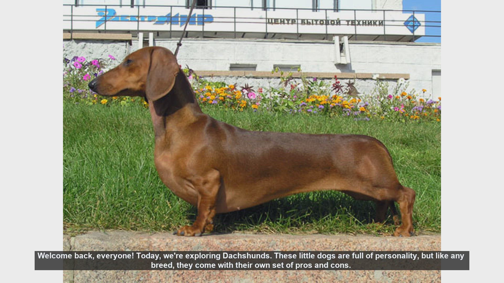 Video thumbnail for Dachshunds: Pros and Cons of This Lovable Breed