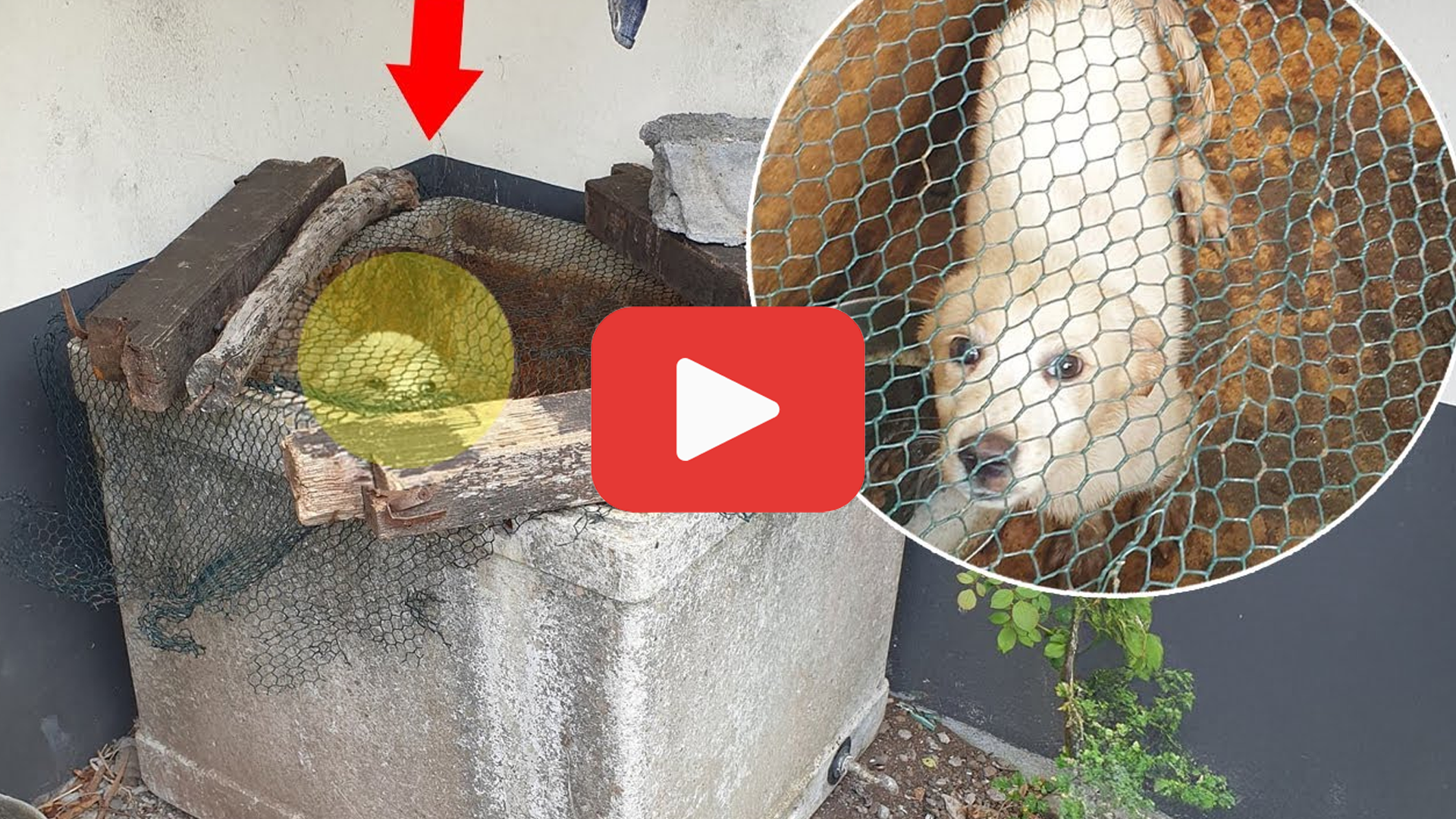 'Video thumbnail for The Dog Cried for Mercy—But His Owner’s Heart Didn’t Budge'