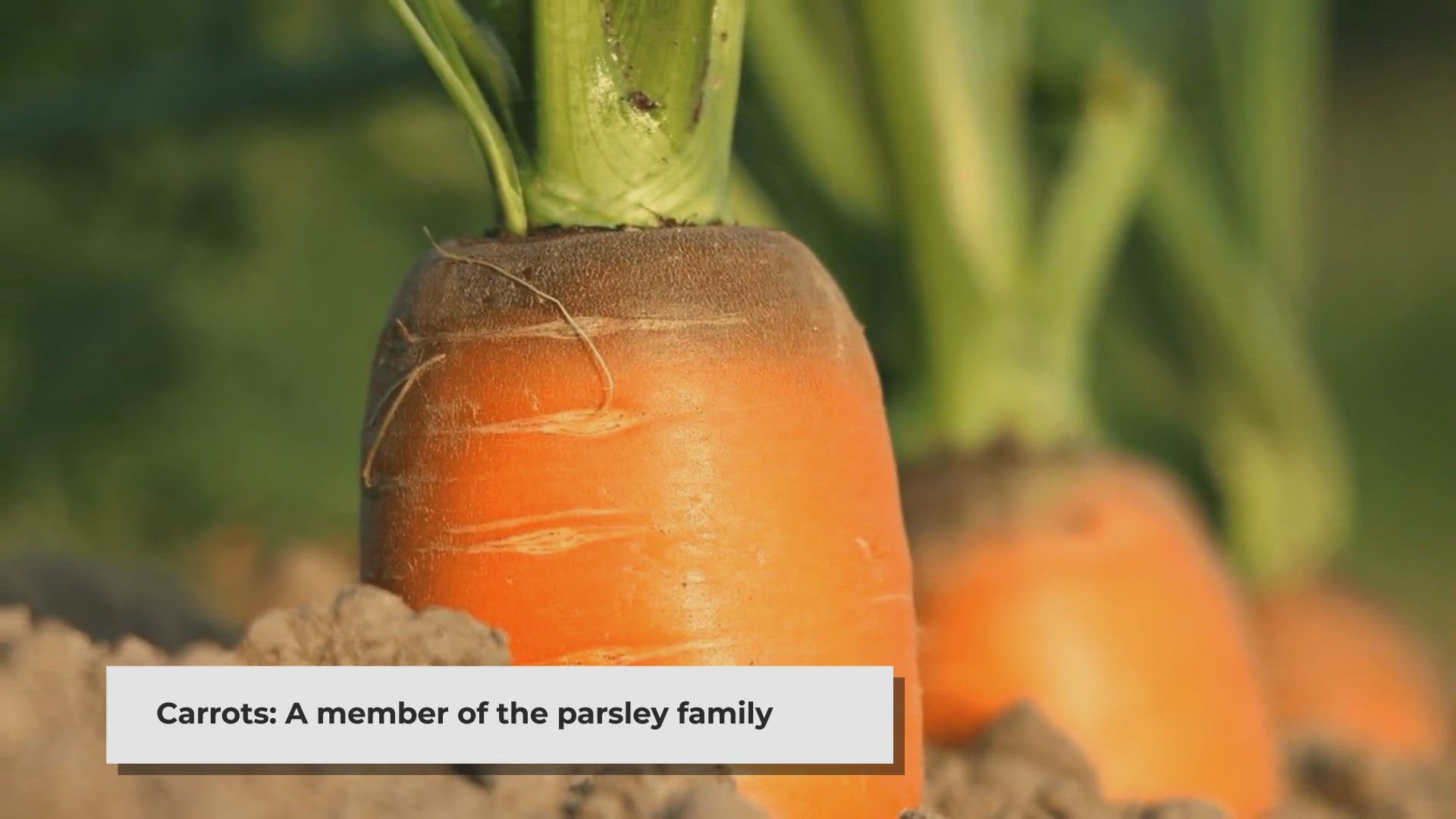 Video thumbnail for How to Regrow Carrot Greens at Home