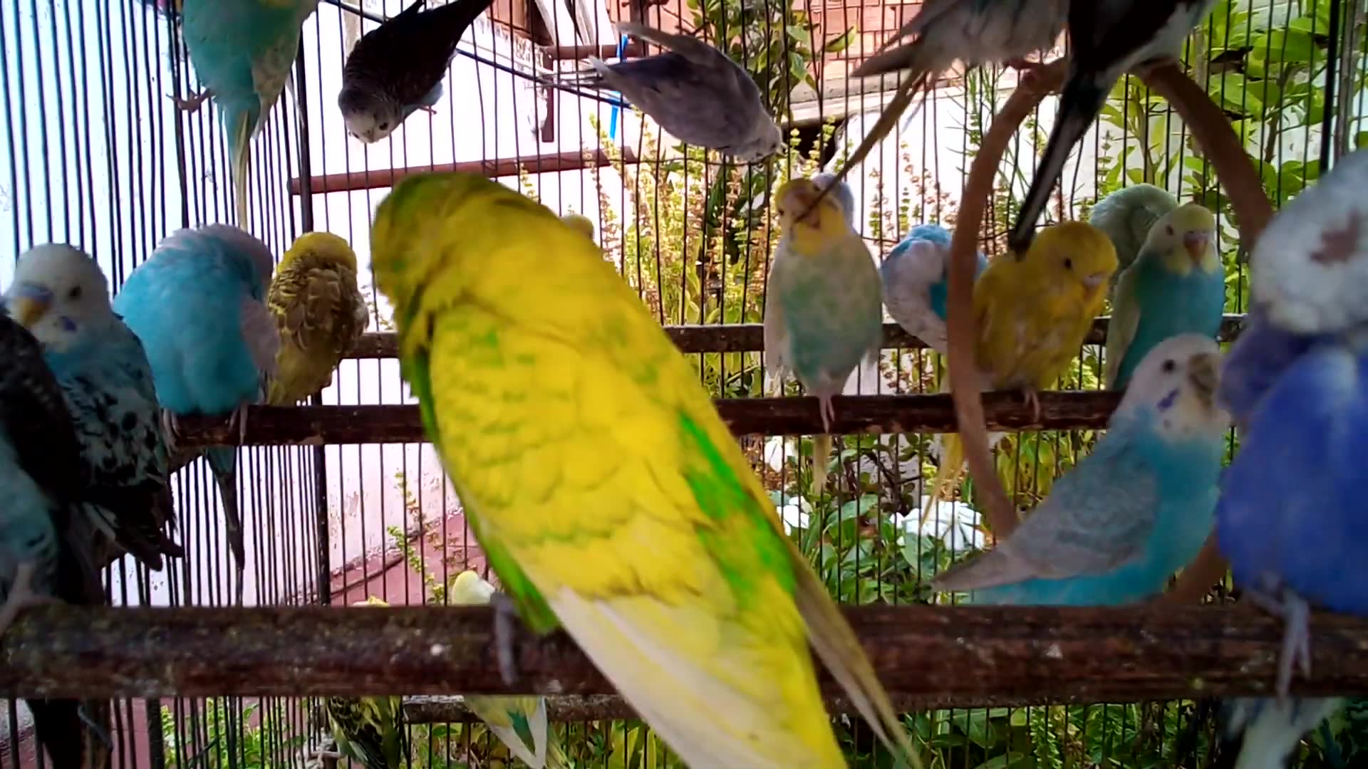 'Video thumbnail for Watch These Tiny Birds Melt Your Heart 💞'