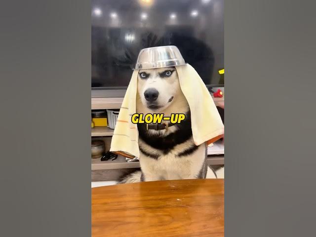 Video thumbnail for Husky’s Spa Day Turns Into Comedy Gold 😂#funny #viralvideos #emotionalmoments #humor #humour