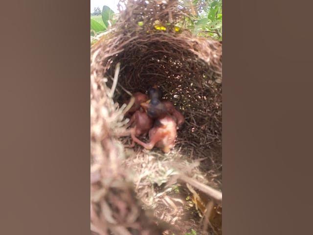 'Video thumbnail for #birdslover #birdwatch #wildlife #birdwatching #nature #birdfeeding #birdsound #birds #cuteanimals'